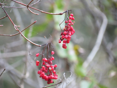 野茱萸